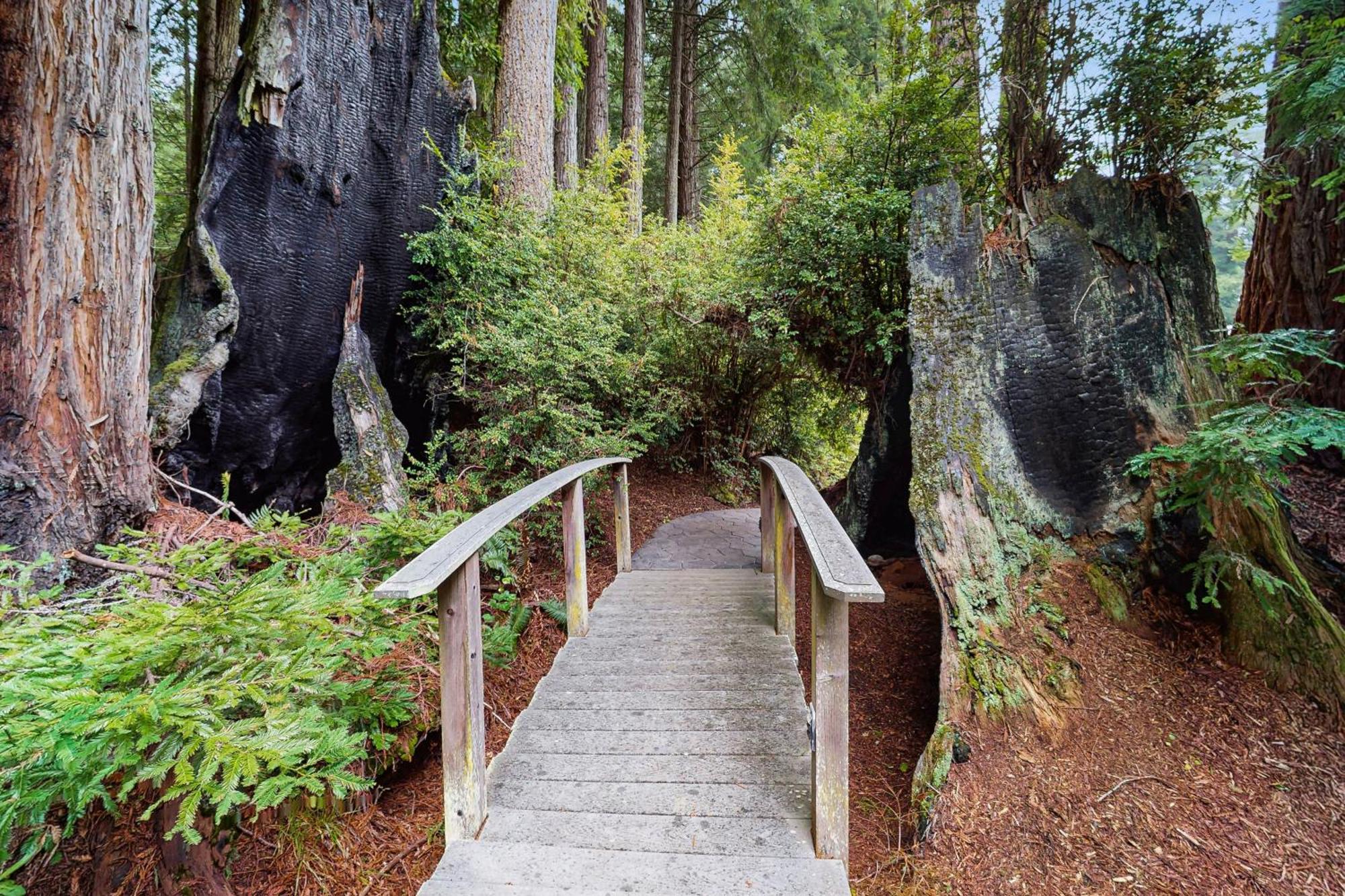 Serene Redwood Retreat Arcata Exterior foto