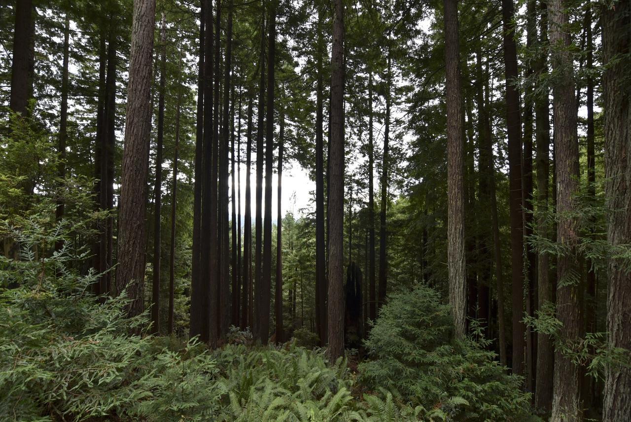 Serene Redwood Retreat Arcata Exterior foto